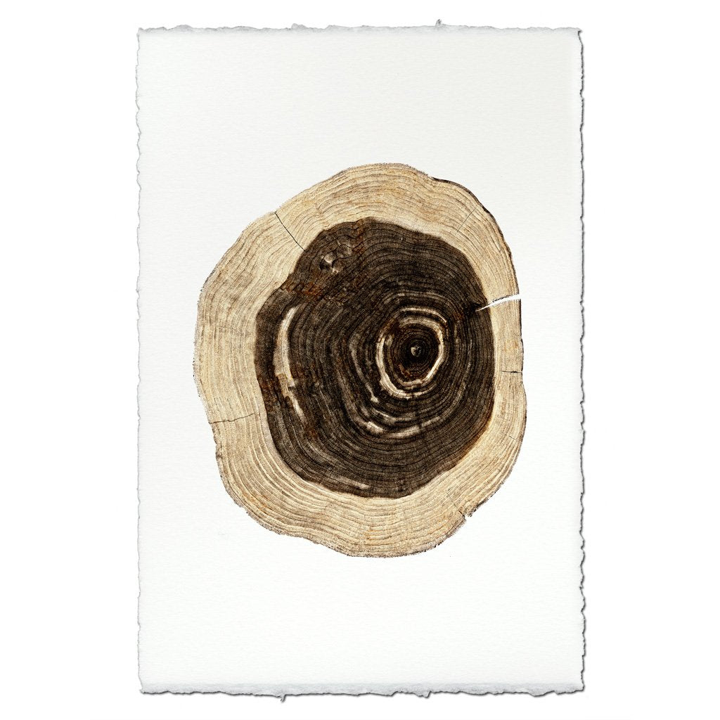Print | Cedar -  -  - Barloga Studios - Saardé.