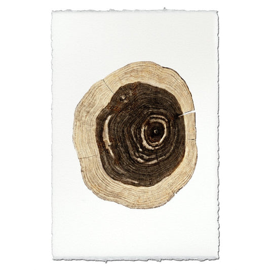 Print | Cedar -  -  - Barloga Studios - Saardé.