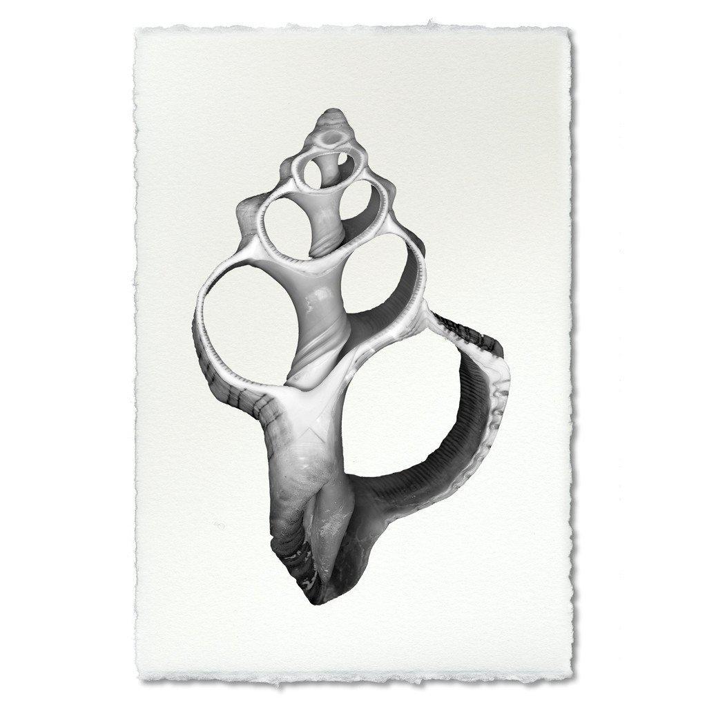 Print | Single Shell -  -  - Barloga Studios - Saardé.