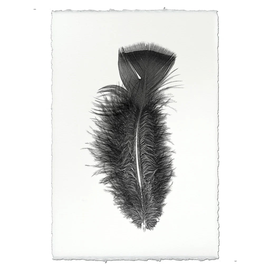 Print | Feather Study #10 -  -  - Barloga Studios - Saardé.