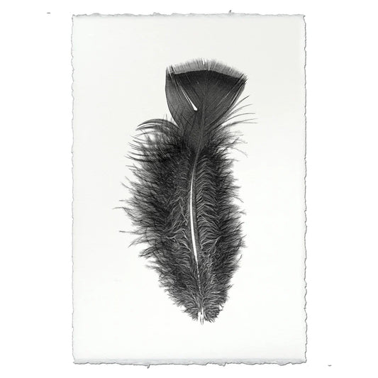 Print | Feather Study #10 -  -  - Barloga Studios - Saardé.